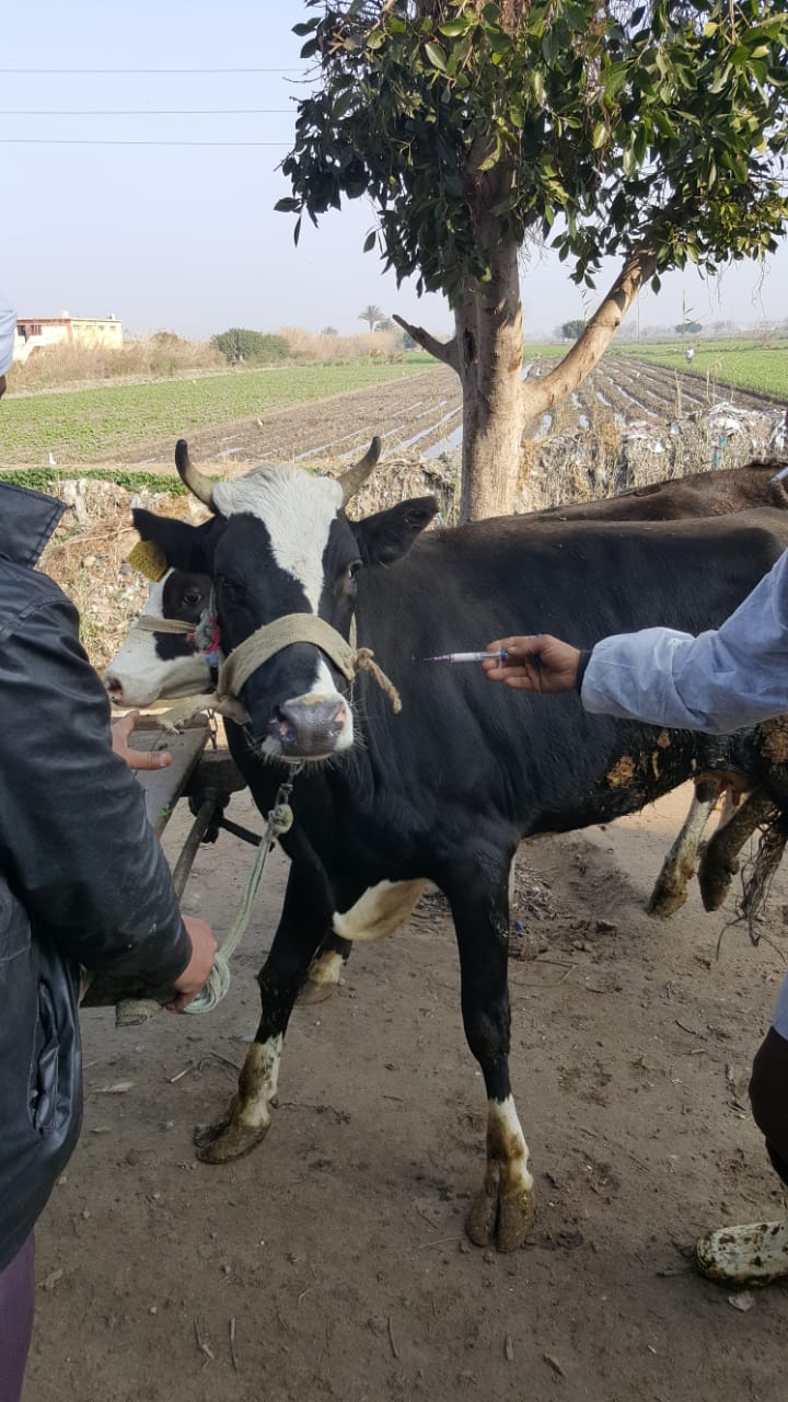تحصين الماشية ضد الحمي القلاعية بالاسكندرية (1)