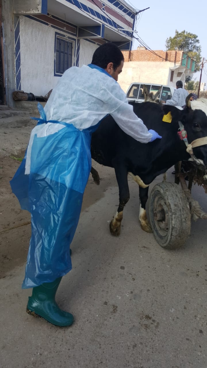 تحصين الماشية ضد الحمي القلاعية بالاسكندرية (5)