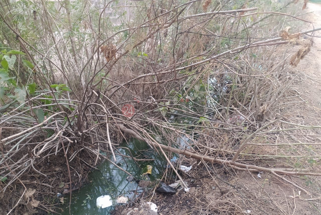 اختلاط الصرف الصحي بمياه الري بالشرقية