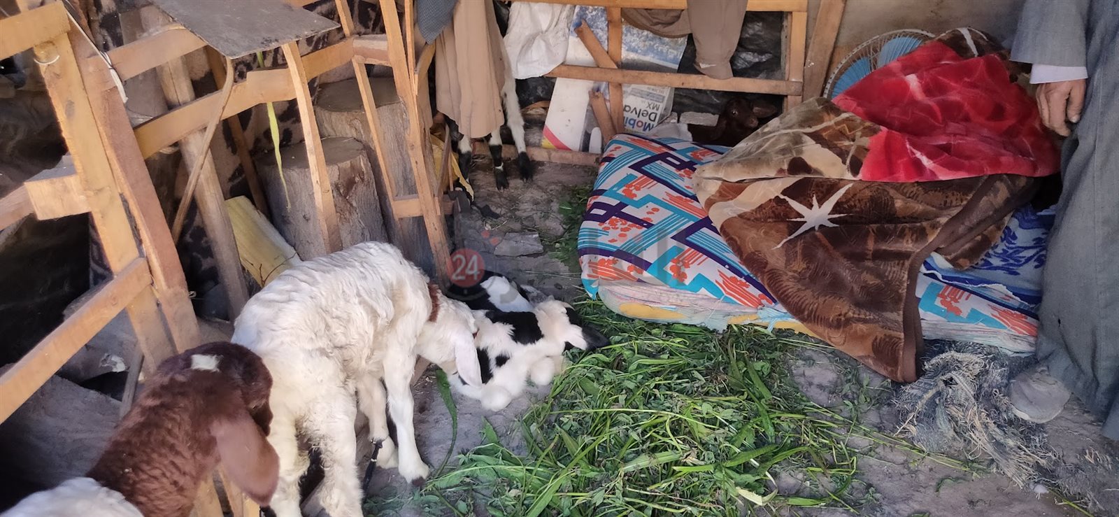 الكوخ والأغنام تشارك إبراهيم حياته ومعيشته 01