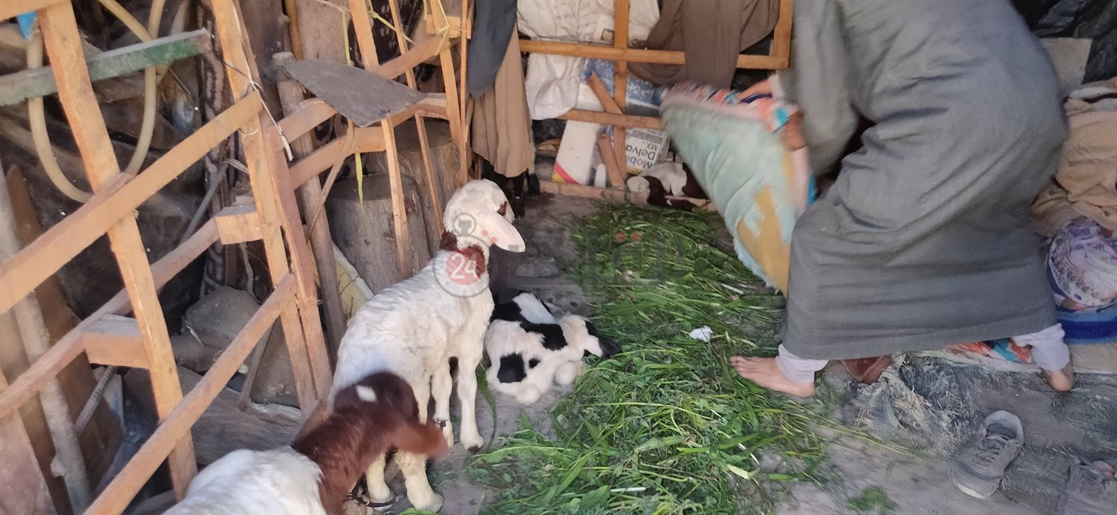 الكوخ والأغنام تشارك إبراهيم حياته ومعيشته 03