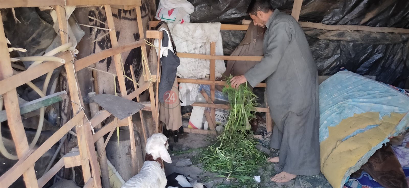 الكوخ والأغنام تشارك إبراهيم حياته ومعيشته 04