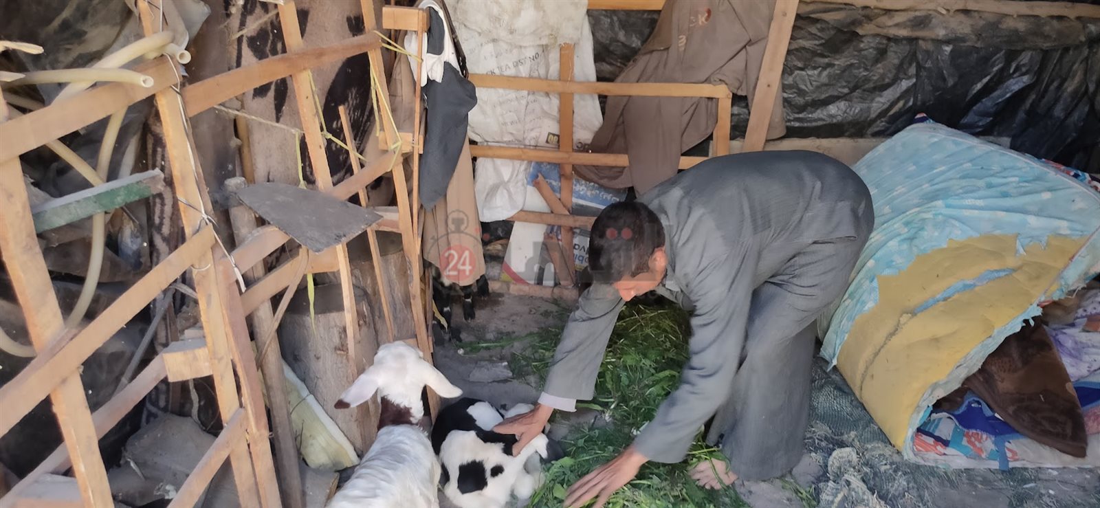 الكوخ والأغنام تشارك إبراهيم حياته ومعيشته 06