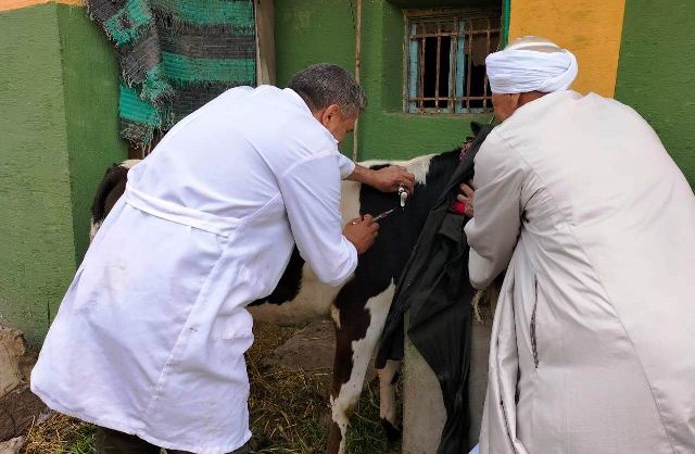 تحصين المواشي ضمن الحملة القومية بالشرقية