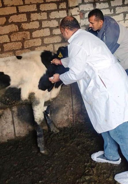 تحصين المواشي ضمن الحملة القومية بالشرقية 