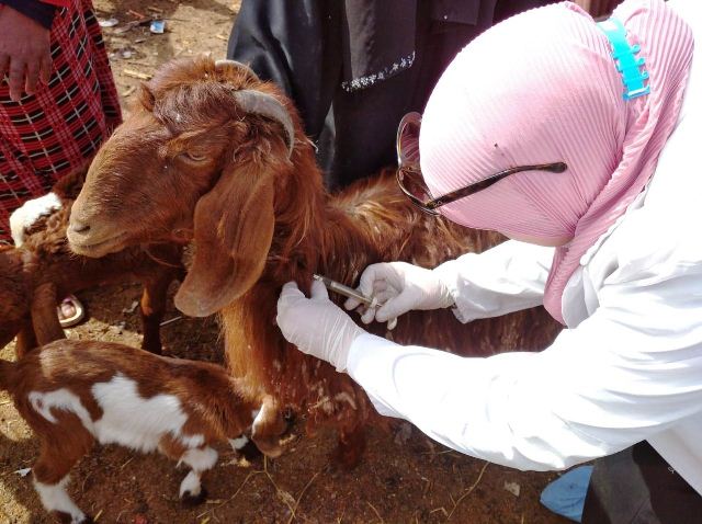 تحصين المواشي ضمن الحملة القومية بالشرقية