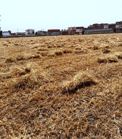 بدء موسم حصاد القمح بالشرقية