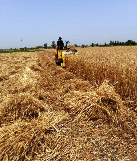 انطلاق موسم حصاد القمح بالشرقية