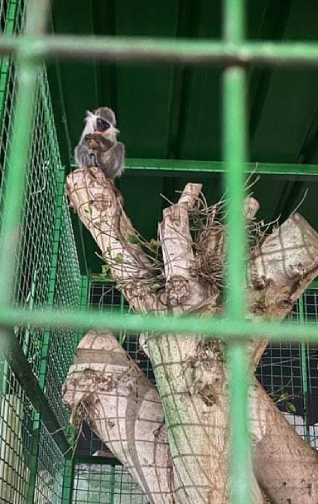 نسناس فوق شجرة