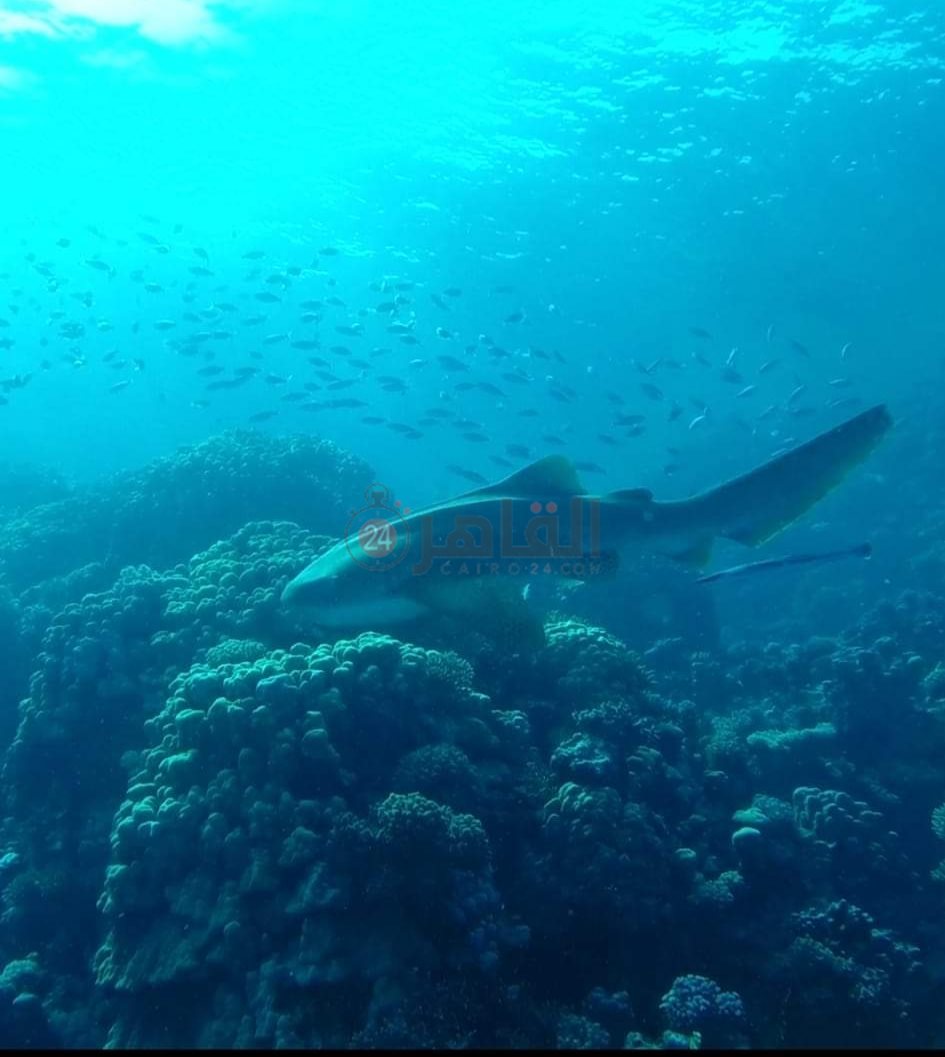 قرش أبيض الطرف بسفاجا