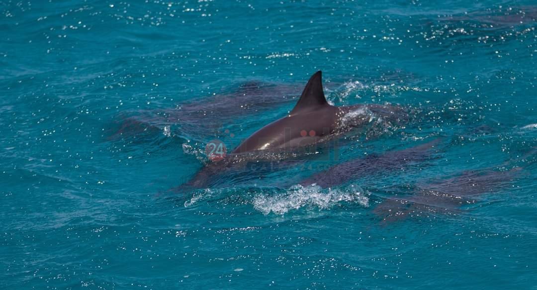 IMG_٢٠٢٢٠٥٠٤_١٢١٥٢٢