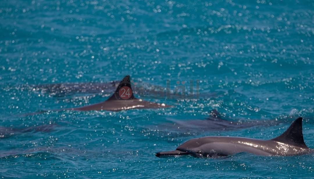 IMG_٢٠٢٢٠٥٠٤_١٢١٥٠١