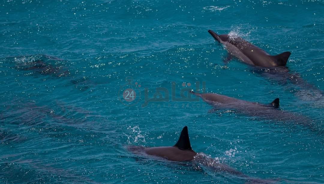 IMG_٢٠٢٢٠٥٠٤_١٢١٤٤٦