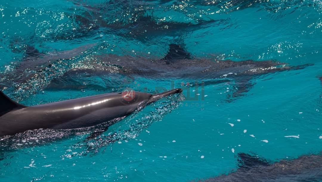 IMG_٢٠٢٢٠٥٠٤_١٢١٤٢٢