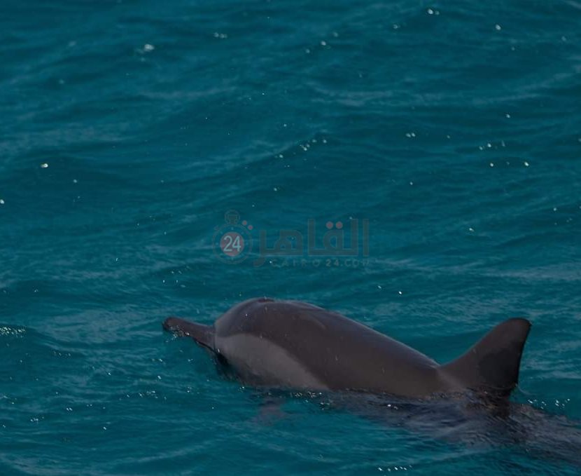 IMG_٢٠٢٢٠٥٠٤_١٢١٣٥٦