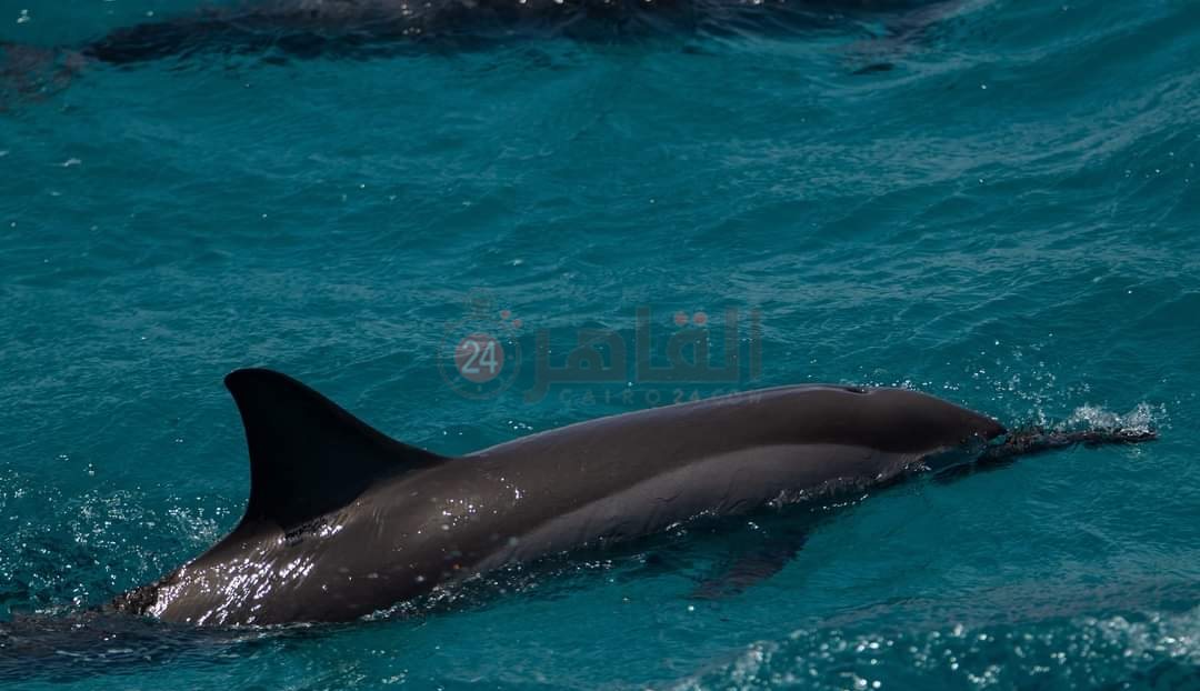 IMG_٢٠٢٢٠٥٠٤_١٢١٢٤٢