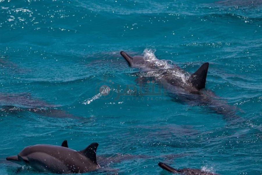 IMG_٢٠٢٢٠٥٠٤_١٢١٣٠٢