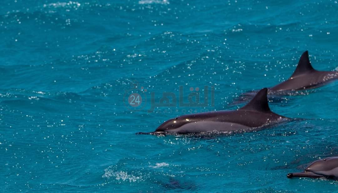 IMG_٢٠٢٢٠٥٠٤_١٢١٢٢٥