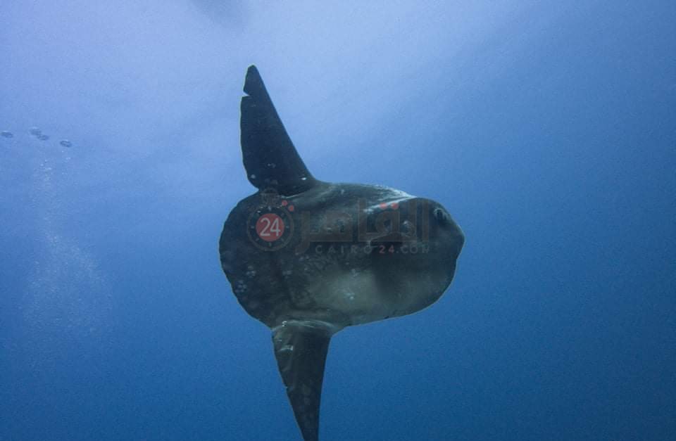 IMG_٢٠٢٢٠٥٠٥_١٠٥٥٥٧