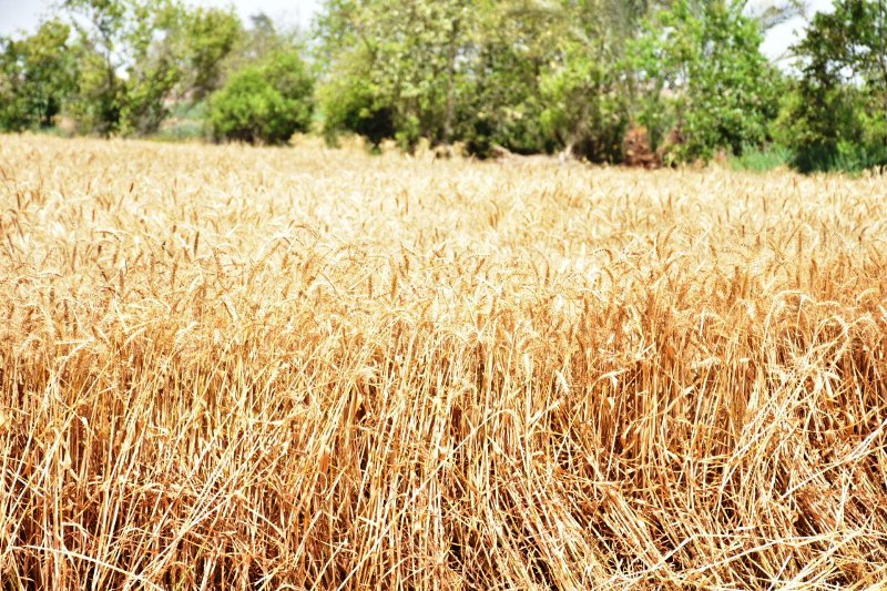 القمح بالشرقية