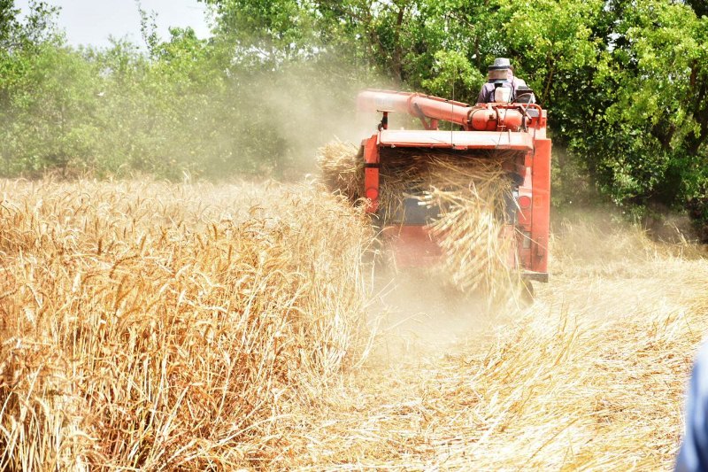 موسم حصاد القمح بالشرقية 02