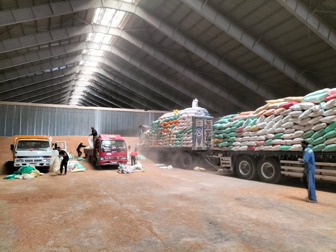 توريد الأقماح للصوامع في الإسكندرية 