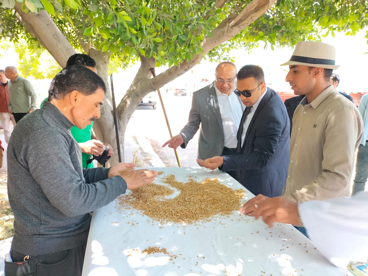 توريد الأقماح للصوامع في الإسكندرية 