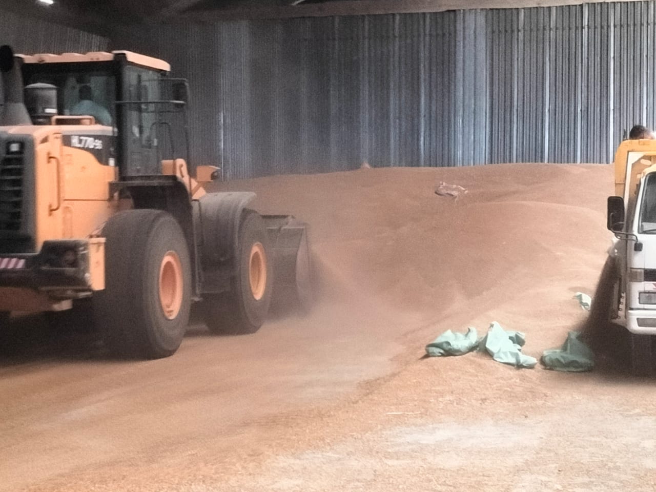 توريد الأقماح للصوامع في الإسكندرية 