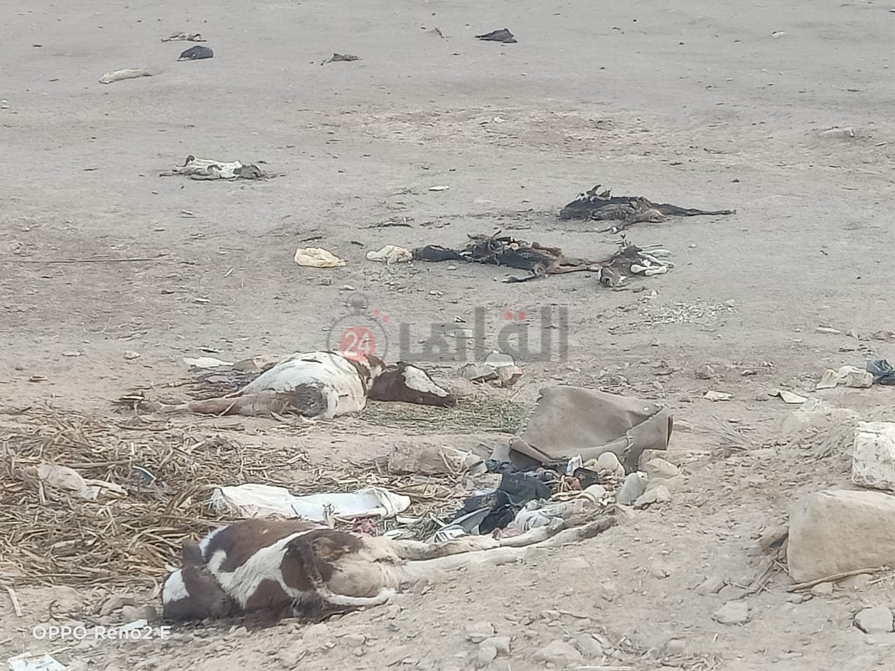 هروب مستريح أسوان وموت المواشي