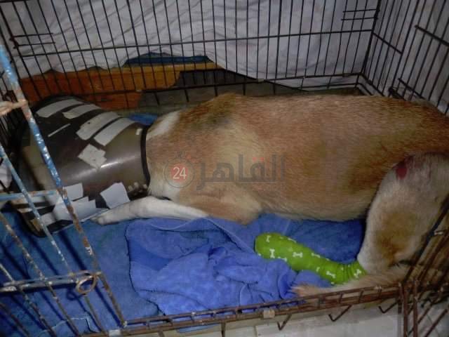 FB_IMG_1653058531090