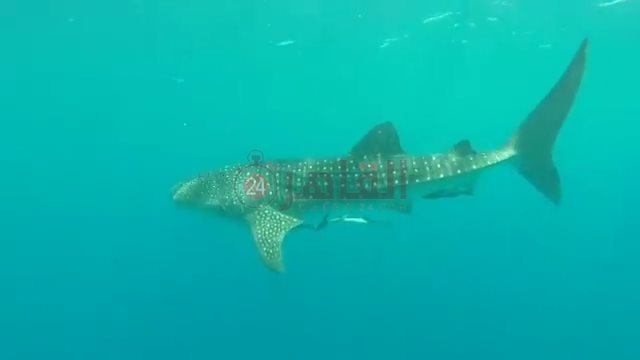 IMG_٢٠٢٢٠٥٢٦_١٦٠٨٥٢٤٠