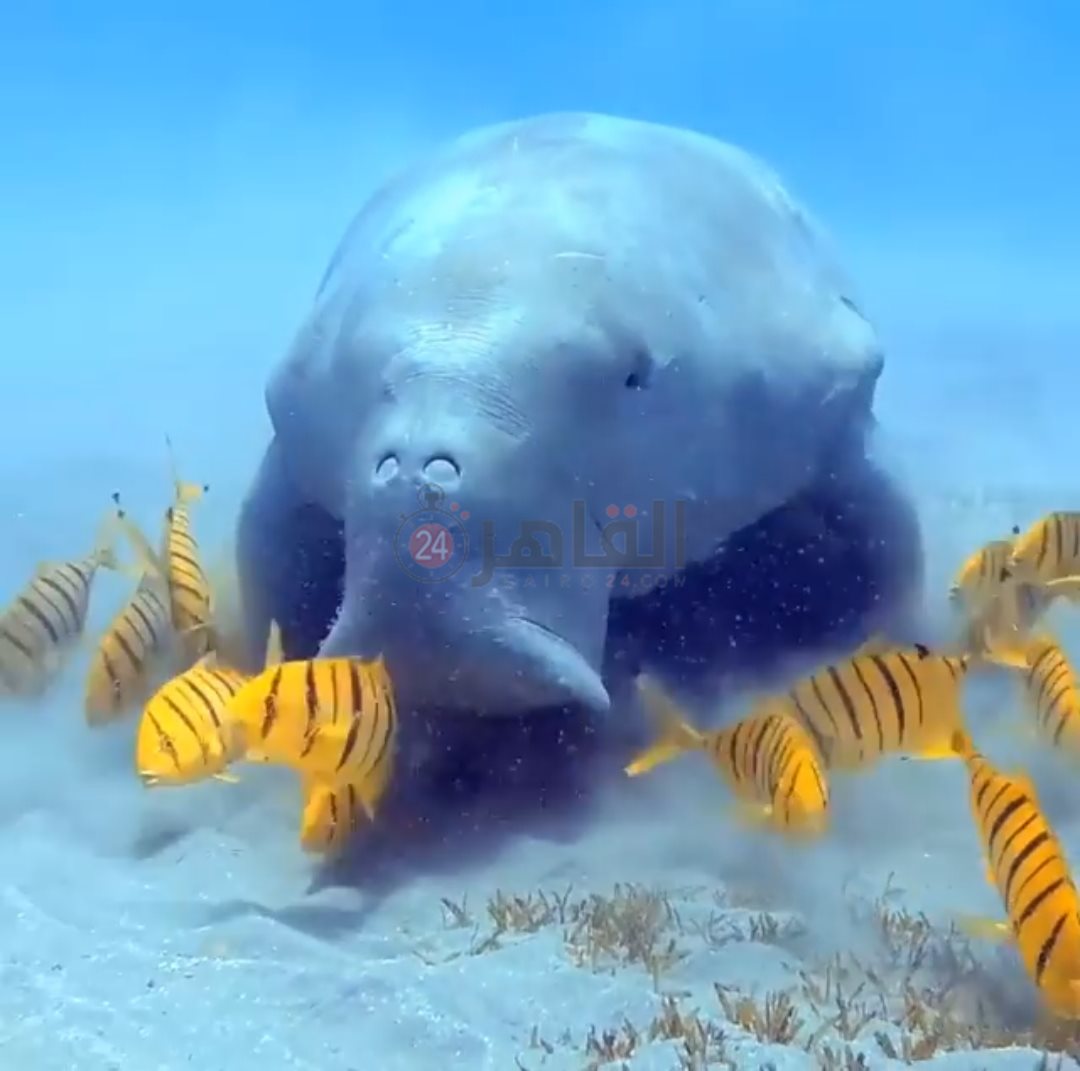 رصد عروس البحر بمنطقة أبو دباب 
