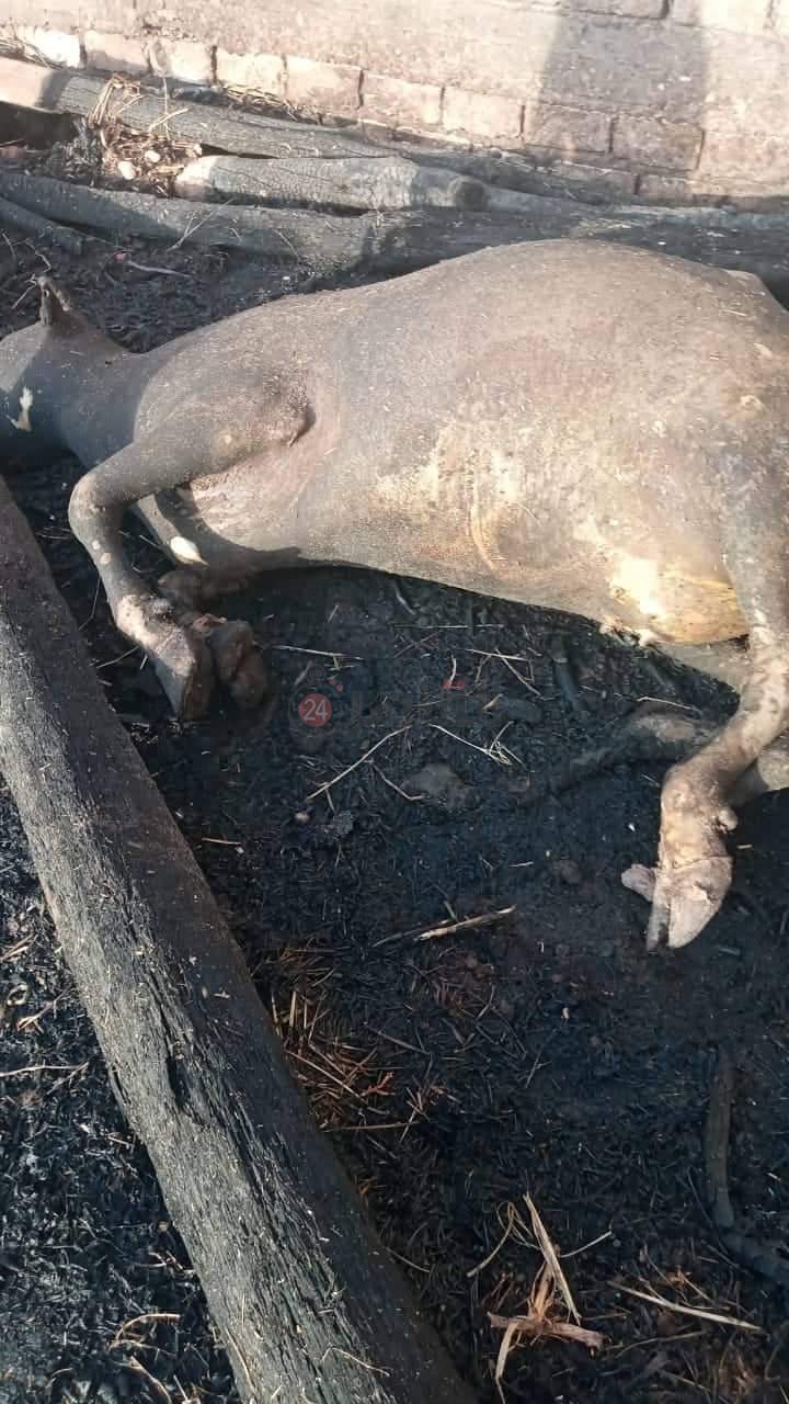 received_426488782668985