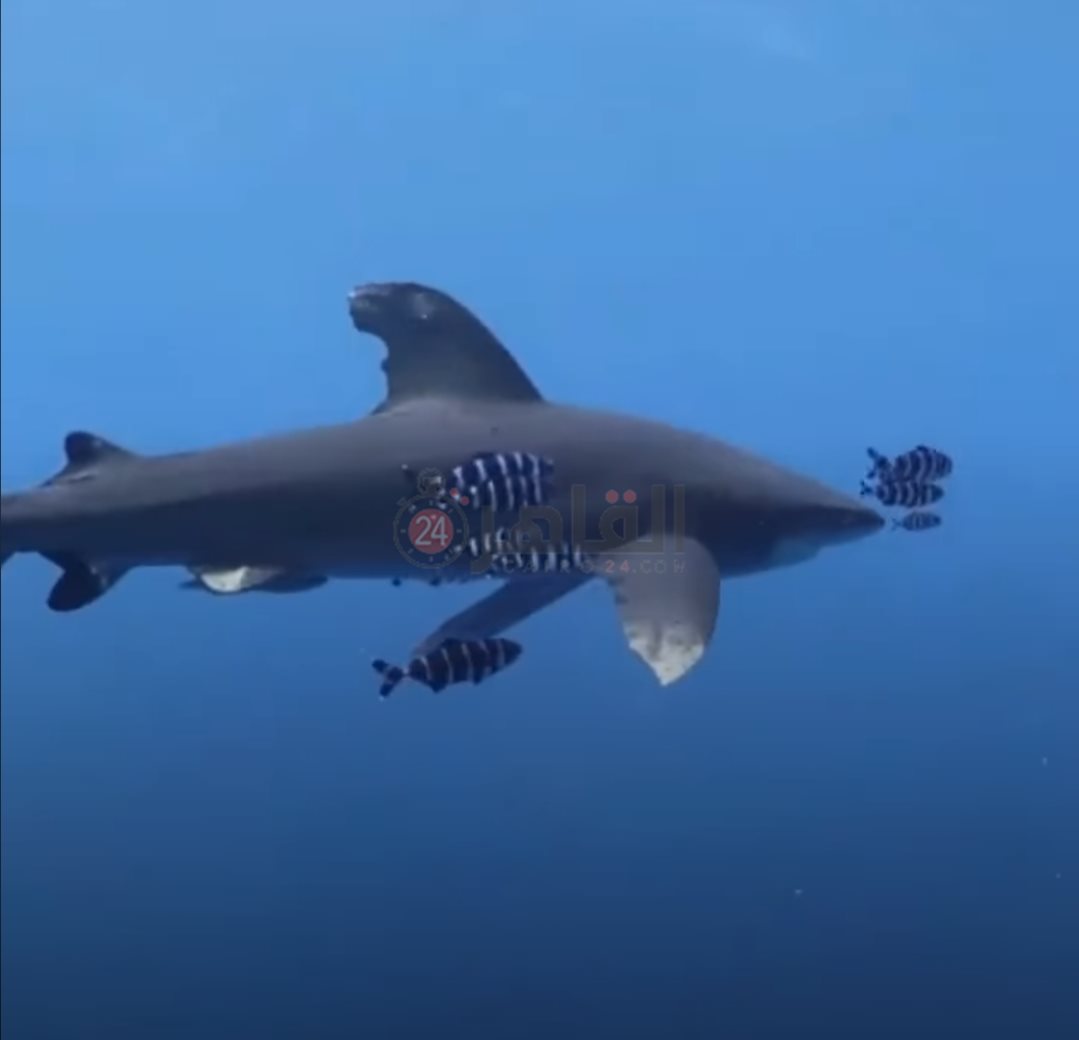 IMG_٢٠٢٢٠٦١٦_٠٧٥٠١٩