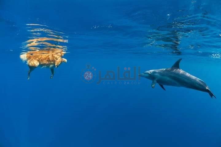 دولفين يداعب كلبا