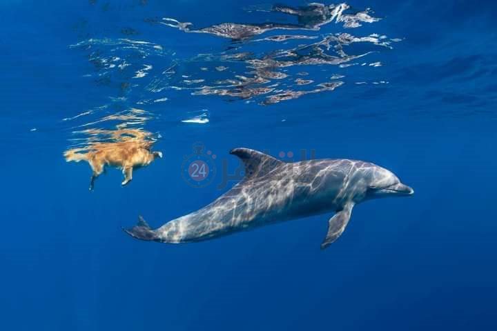 دولفين يداعب كلبا