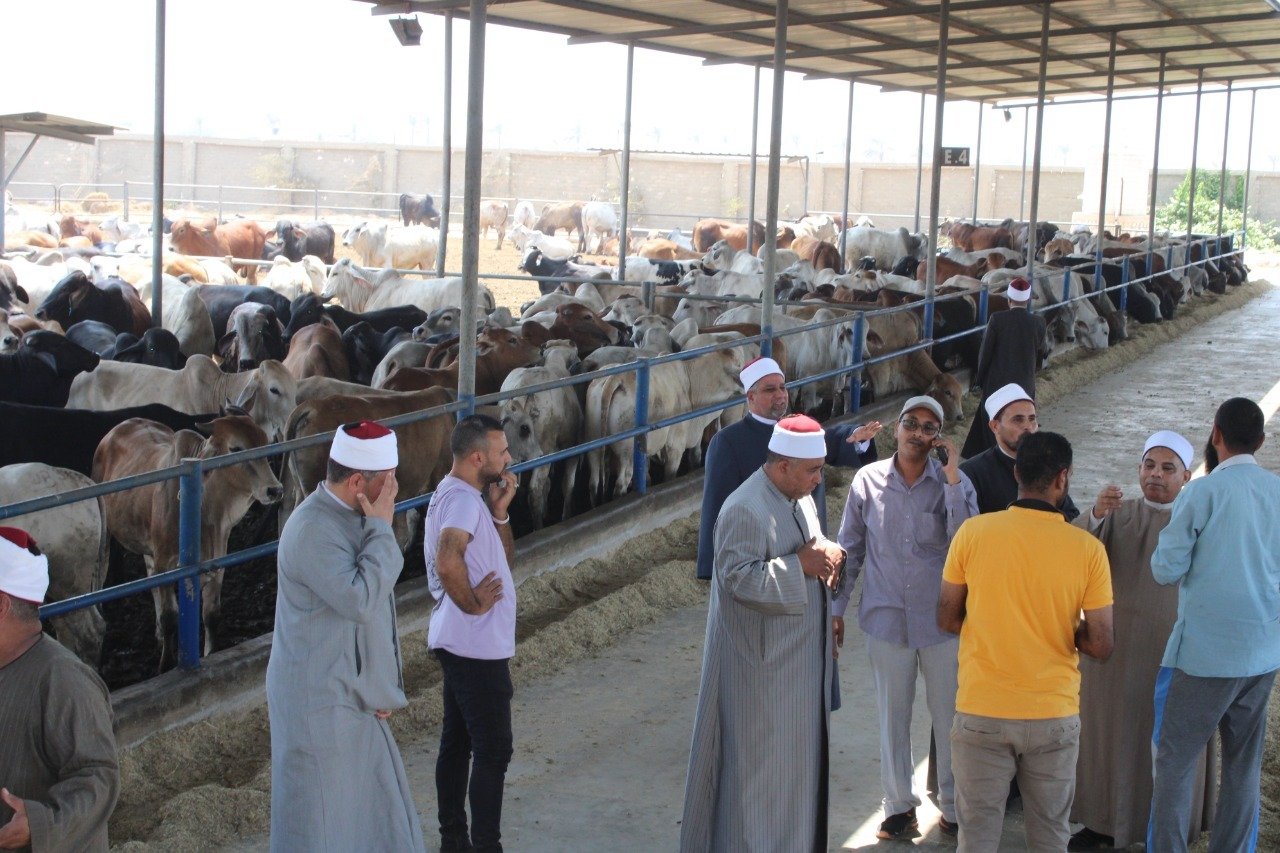 استلام رءوس أضاحي الأوقاف البلدية والسودانية
