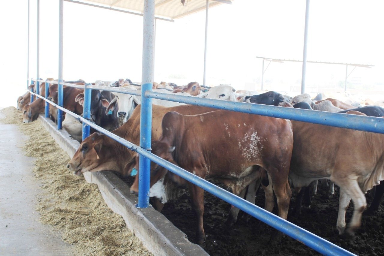 استلام رءوس أضاحي الأوقاف البلدية والسودانية