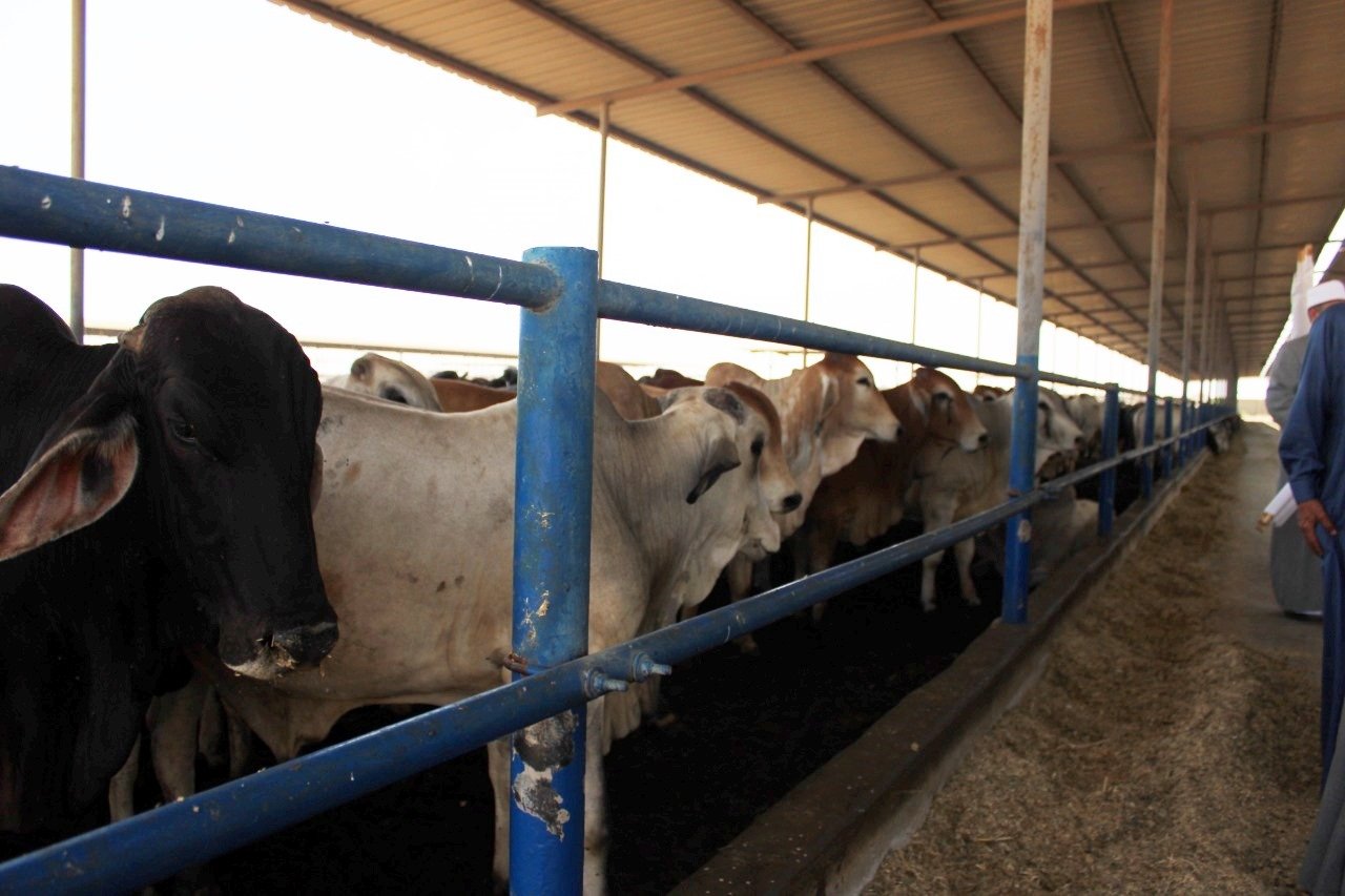 استلام رءوس أضاحي الأوقاف البلدية والسودانية