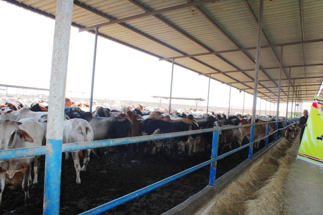 استلام رءوس أضاحي الأوقاف البلدية والسودانية