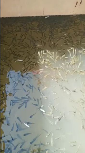 إطلاق 2 مليون زريعة أسماك في بحر مويس بالشرقية 05