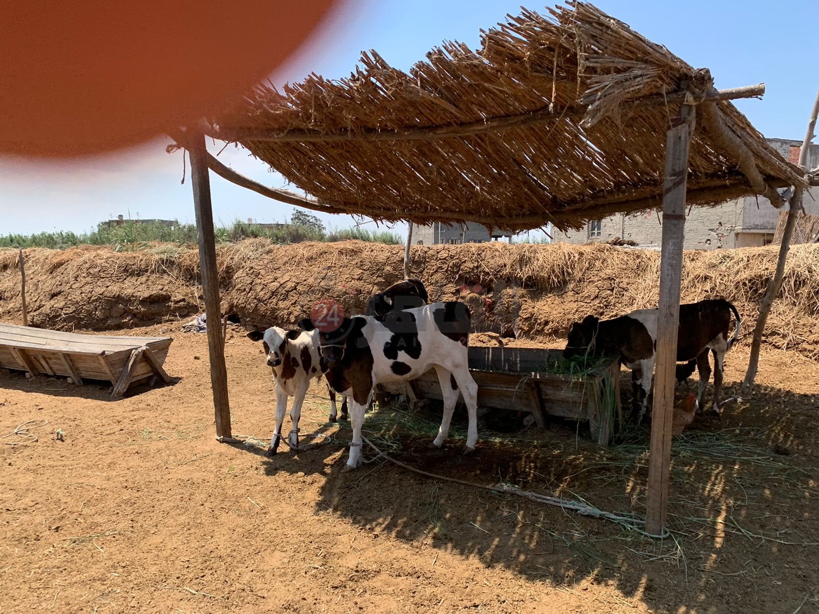 بحيرة المنزلة1