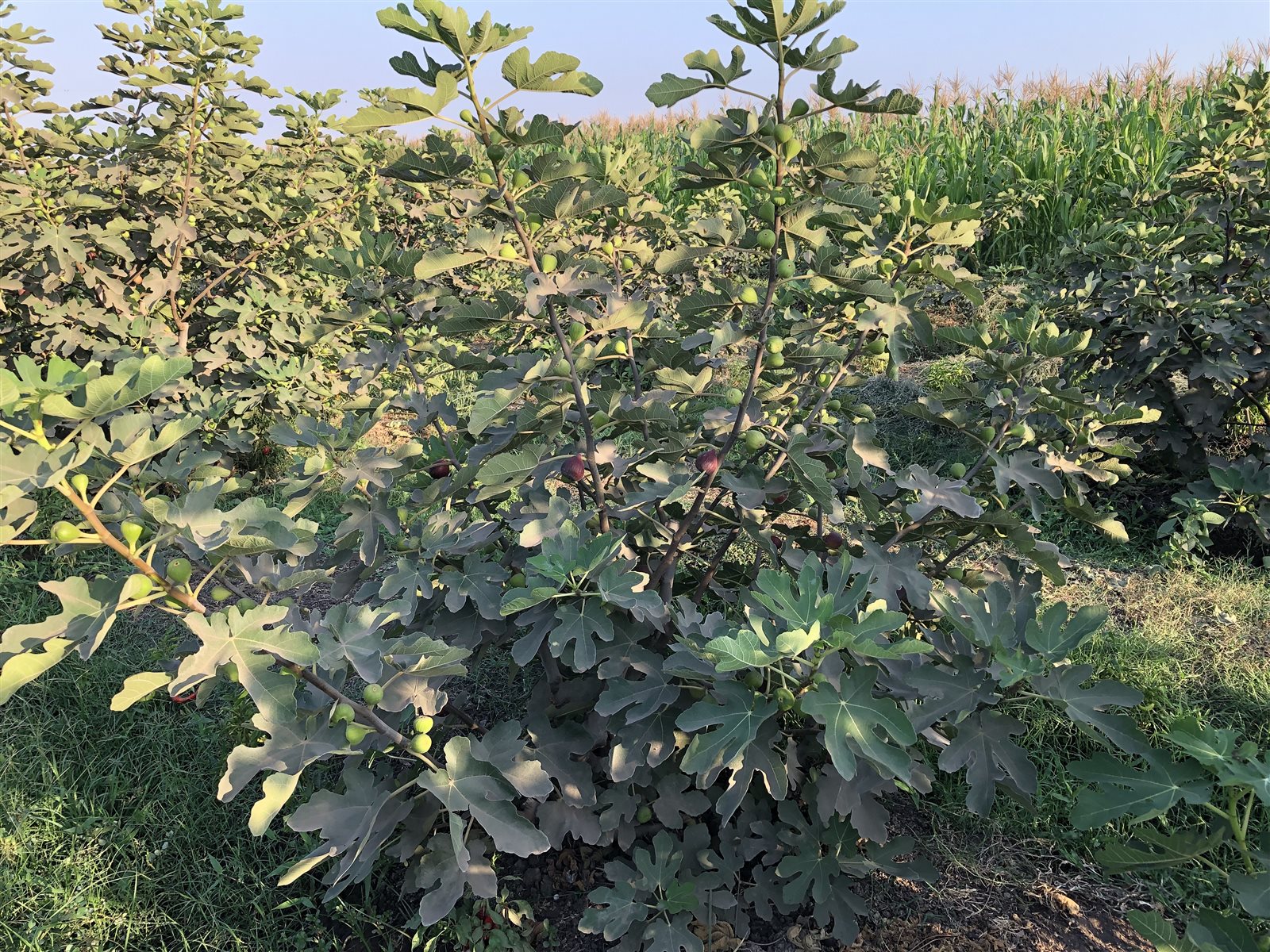 12083CAD-357C-405A-B4A2-54111C0F9276