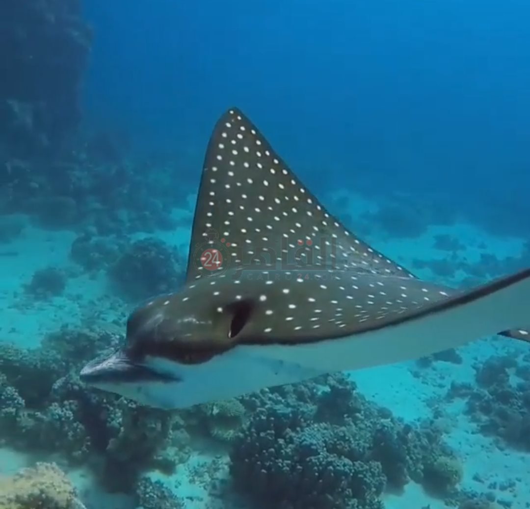 IMG_٢٠٢٢٠٨١٨_١٤٢٤١١