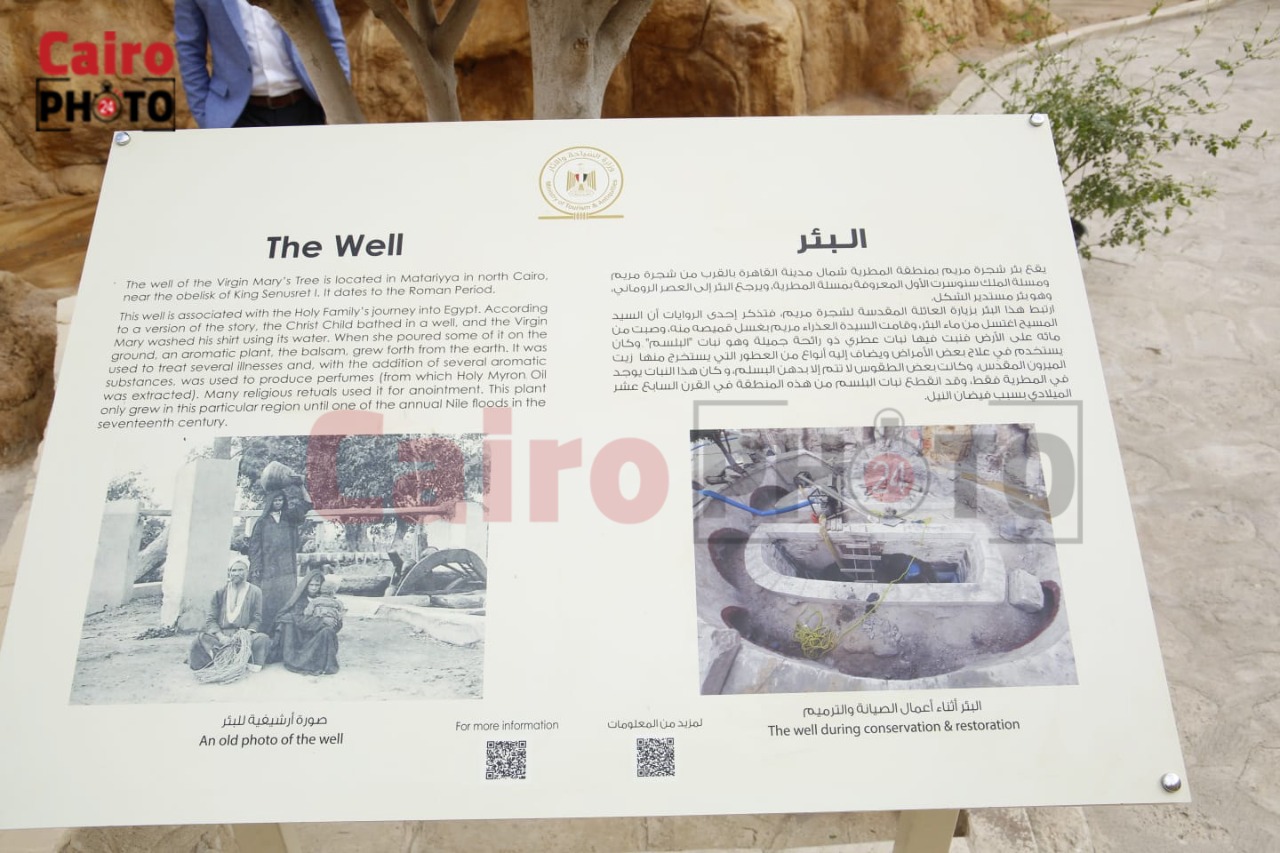 أعمال تطوير شجرة مريم بالمطرية