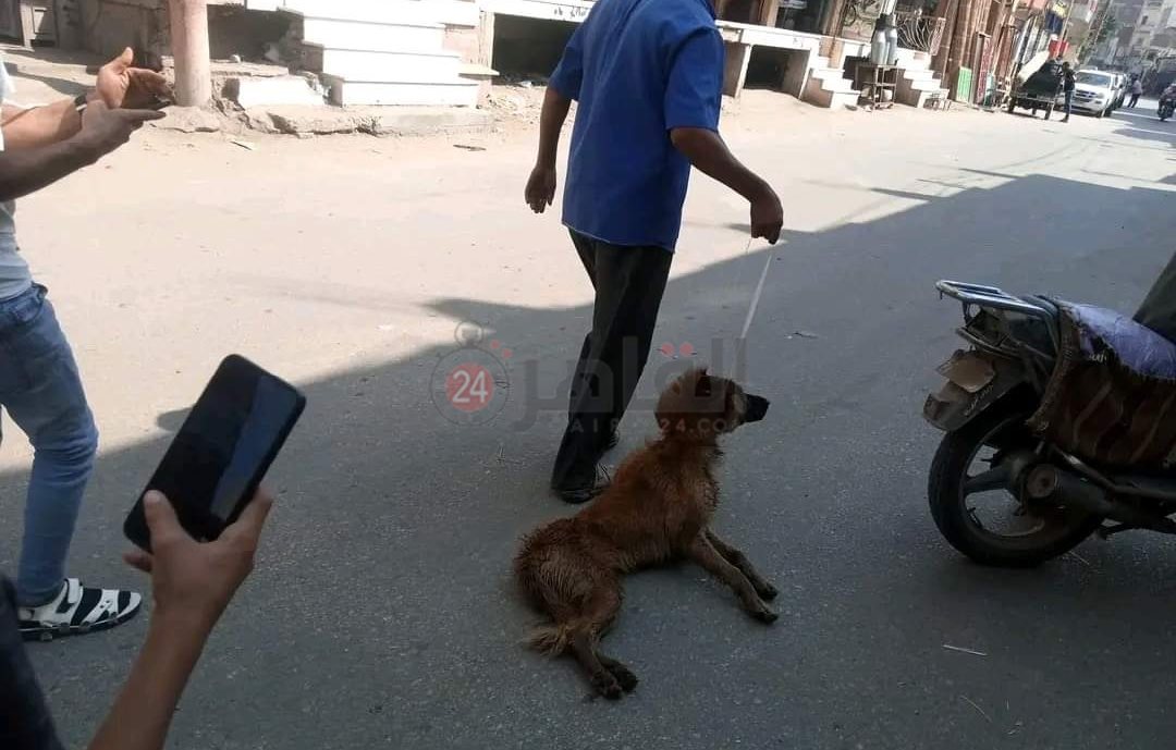 أحد الشخاص يجر الكلب المسعور بعد مقتله