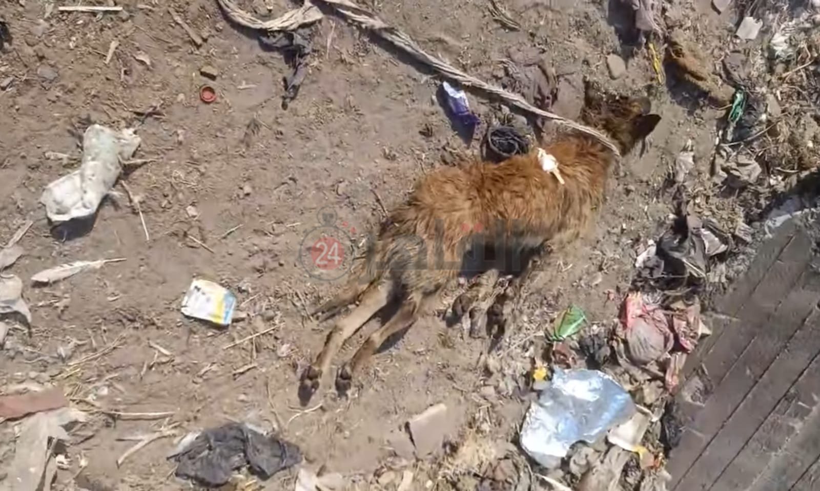 جثة الكلب المسعور 03