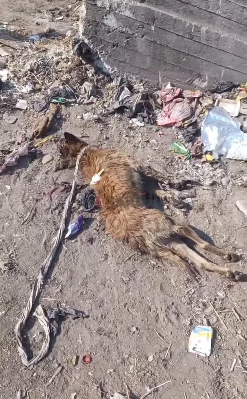 جثة الكلب المسعور 04