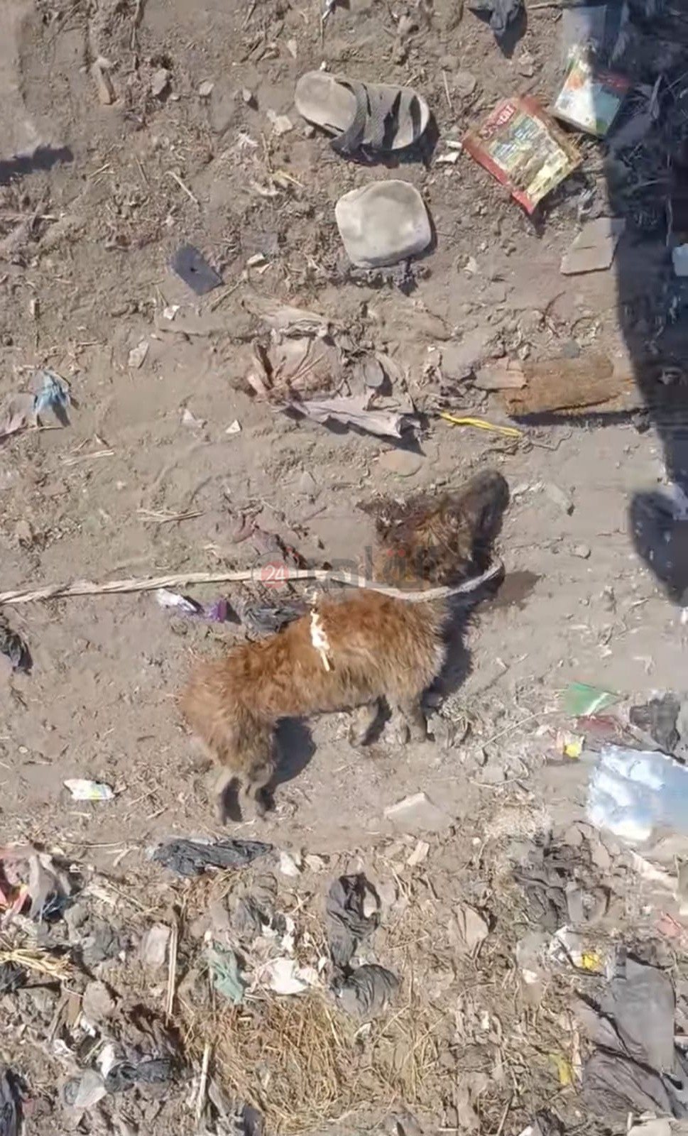 جثة الكلب المسعور