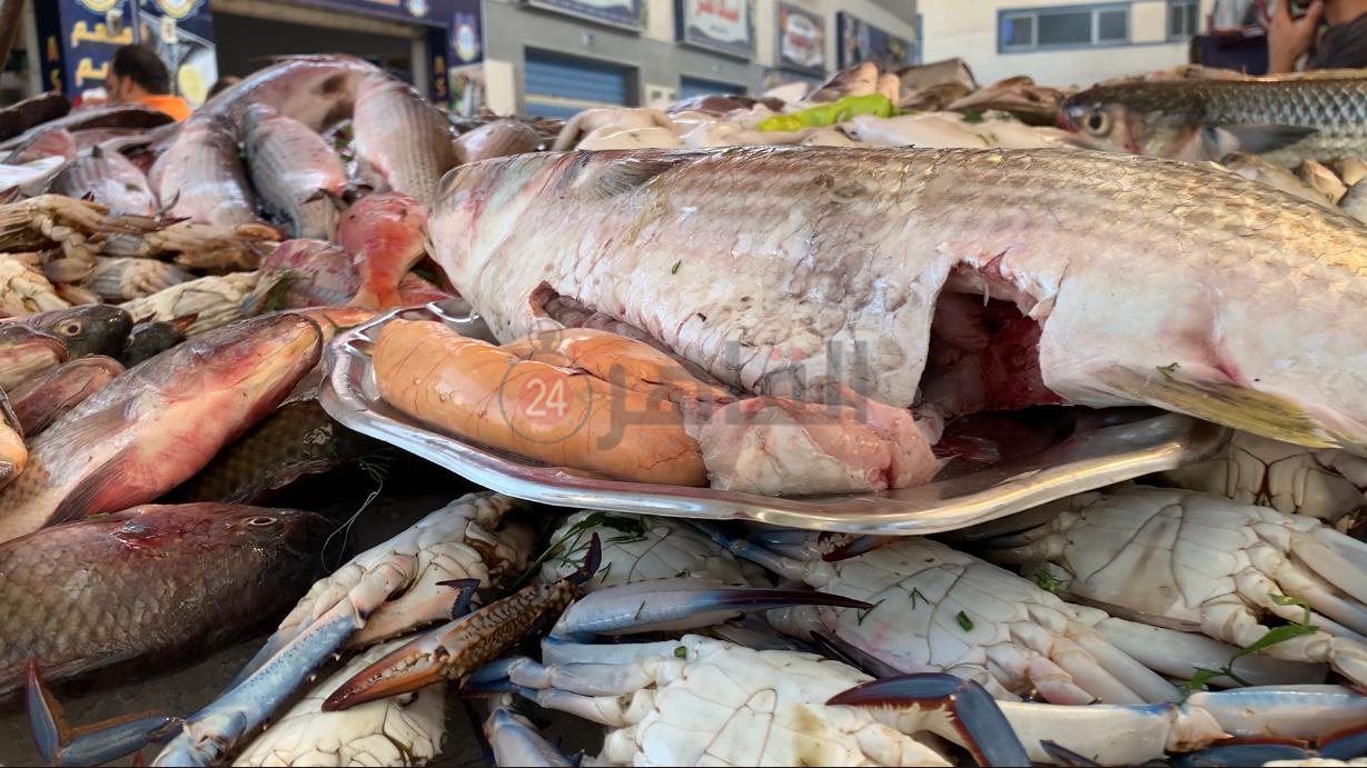 موسم البطارخ ببورسعيد 